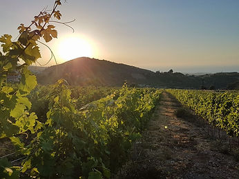 Ilgaz Gillham Vineyard